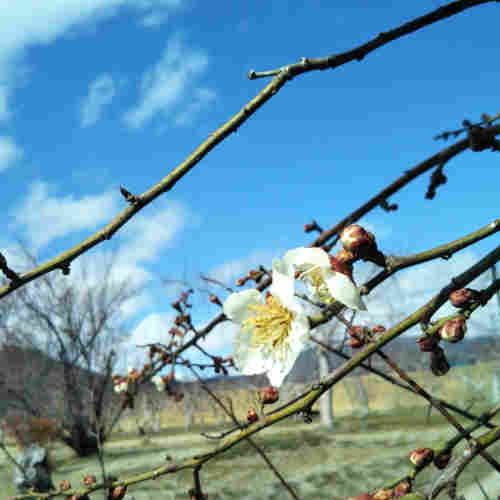 Blooming Plum Blossoms on the Mountain